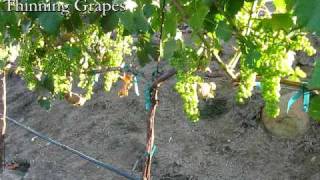 Thinning Grapes Dropping Fruit From 3rd Leaf Grape Vines [upl. by Esille]