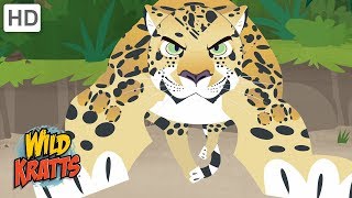 Wild Kratts  Showcasing Beautiful Animals 2  Kids Videos [upl. by Jane580]