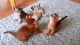 Abyssinian Kitten playing  7 weeks old [upl. by Bradney322]