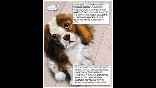 Canine Chiari pain and Syringomyelia [upl. by Alehs681]