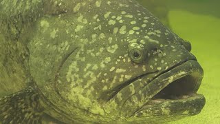 Facts The Goliath Grouper [upl. by Ailedo]