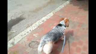 Maggie the Therapy Dog demonstrating Limber Tail [upl. by Annahs]