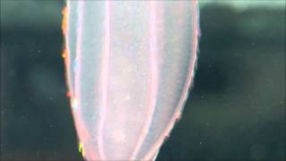 Fascinating ctenophores [upl. by Ennirac]