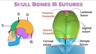 Skull Bones  Skull Sutures  Fontanelle  Anatomy and physiology  Easy Diagrammatic presentation [upl. by Nitsrek252]