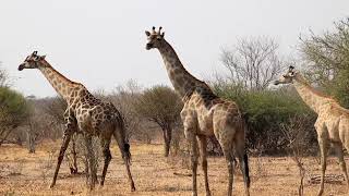 Nature Horizons Tours  Zambia  Kafue National Park  Botswana Chobe National Park  Safari Day 10 [upl. by Galatea]