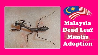 Malaysia Dead Leaf Mantis Adoption 领养菱背枯叶螳螂 Deroplatys lobata [upl. by Cavuoto102]