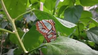 WATCHING SOME BIRDS AND BUTTERFLIES OWFSKYLERVLOGS [upl. by Aken]