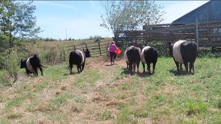 How To Load Cattle The Wrong Way [upl. by Attirb]