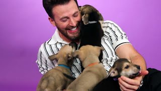 Chris Evans The Puppy Interview [upl. by Scrivings]