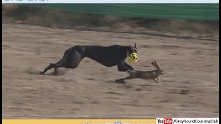 fast greyhound and wild rabbits racing 2024 [upl. by Kalindi]