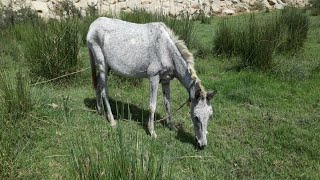 Mule  mules in wild [upl. by Aid621]