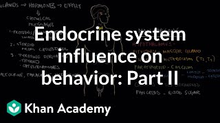 Endocrine system and influence on behavior  Part 2  Behavior  MCAT  Khan Academy [upl. by Ardnekat]