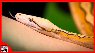 Reticulated Python Morphs  Ep117 [upl. by Waynant]