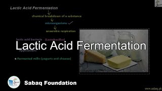 Lactic Acid Fermentation Biology Lecture  Sabaqpk [upl. by Adnerb723]