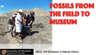 Lecture 7 How Old Is That Fossil concl Fossils from the Field to Museum Part 1 [upl. by Tedman]