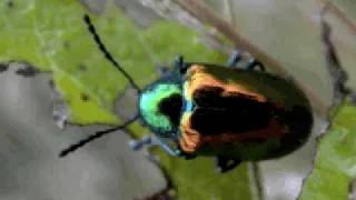 The Dogbane Beetle HWW Homegrown Video [upl. by Noskcire464]