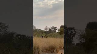 Your wildest dream  travel explore africa nature wildlife animals onfoot [upl. by Nester]