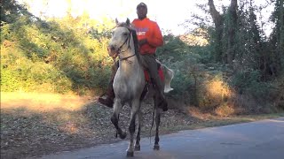 Bloomburg Texas Walking Horse Trail Ride 11621 [upl. by Nollek]