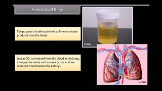 LIFE PROCESS ANIMATION CLASS 10 [upl. by Atirec]