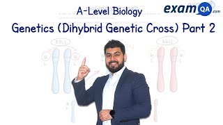 Genetics Dihybrid Cross Part 2  ALevel Biology [upl. by Erastus]