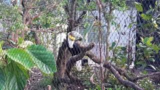 Wreathed Hornbill  Bird Paradise Singapore [upl. by Ellenrahs]