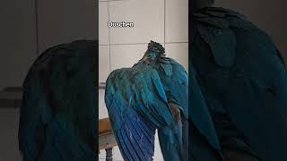 Papagei duscht 💦 shorts parrot papageien tiere birds papagei macaw parrots natur [upl. by Gina]