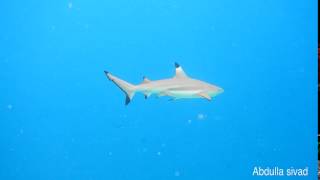 Carcharhinus melanopterus Blacktip reef shark [upl. by Arriet]