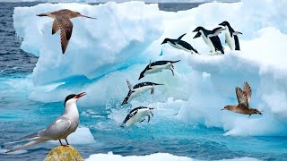 MIGRATORY BIRDS WITH TRAVEL DISTANCES  DOCUMENTARY  WILDLIFE  NAVIGATION  4K VIDEO [upl. by Beebe782]