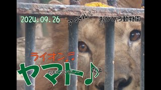 おびひろ動物園 遠足対応をこなすヤマト♪大変だなぁ。2024年9月26日♬今日もヤマトだけ♪ [upl. by Serrell]