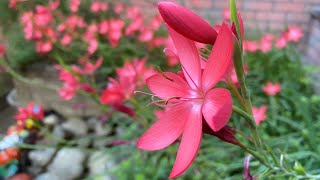 How we grow Schizostylis Hesperantha in shade in the UK [upl. by Reivad]