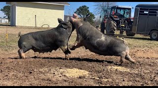 FIGHTING PIGS This happens every time  Raising Pigs On Pasture [upl. by Nwahsar]