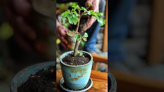 TIP DE ORO PARA REVIVIR ANTURIOS  PARTE UNO plantas [upl. by Toma]