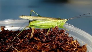 Conehead Katydid lays eggs Кузнечик мечник откладывает яйца Conocephalus fuscus [upl. by Dhiman]