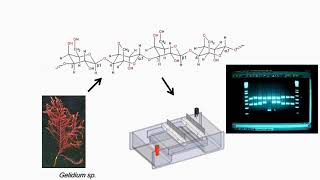 Gel Electrophoresis Preparation and Applications [upl. by Llevrac]