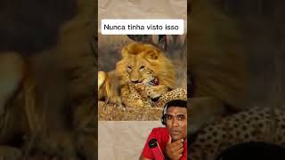 Leão come Guepardo viralvideoシ reacoes animais reaction natureza [upl. by Tnahsarp]