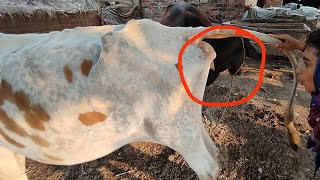 Today we cleaned our funny cows backside [upl. by Quin]