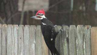 Singing Pileated Woodpecker Conroe Texas [upl. by Ahseikan]