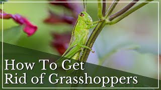 How To Get Rid of Grasshoppers in Your Garden  Grasshopper Infestation  Grasshopper Treatment [upl. by Ruel]