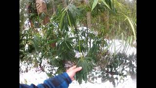 Tropical looking Schefflera taiwaniana during a deep freeze [upl. by Eceirehs]