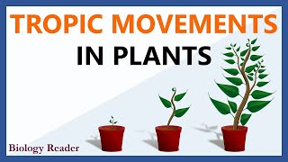 Tropic Movements in Plants  Meaning Tropism Key Points amp Types [upl. by Nebe]