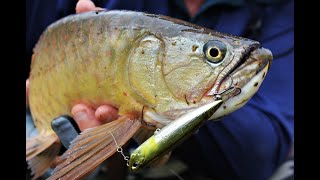 PTP Fishing  Bonus video  Ponderings over NEW lures [upl. by Maze501]