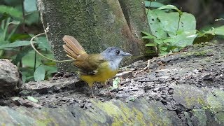 Yellowbellied Bulbul [upl. by Nolak]