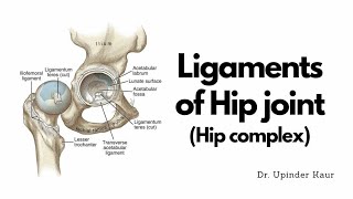 Ligaments of Hip joint  Hip Complex  ligamentsofhipcomplex ligamentsofhipjoints [upl. by Emil]