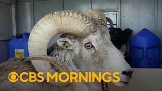 Montana man sentenced to six months in prison for illegally creating hybrid sheep [upl. by Chatwin70]