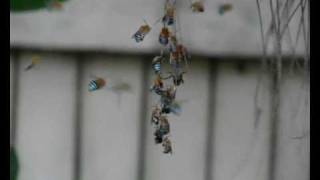 Blue Banded Bees in the Evening by Erica Siegel [upl. by Shanks]