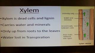 What is Xylem and Phloem song [upl. by Lirbaj]