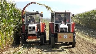 Steyr 8080 im Doppelpack beim Silieren [upl. by Branham]