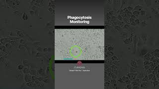 Phagocytosis Monitoring Timelapse video of macrophages Curiosis CellogerMiniPlus shorts [upl. by Akiemehs135]