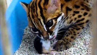 Asian Leopard Cat [upl. by Ameehs]