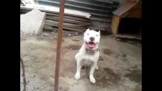 criadero de perros pitbull 2013 [upl. by Ainessey705]